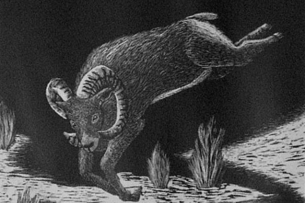black and white drawing of a ram